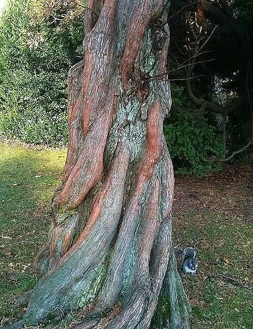 Swamp Cypress (Taxodium distchum)