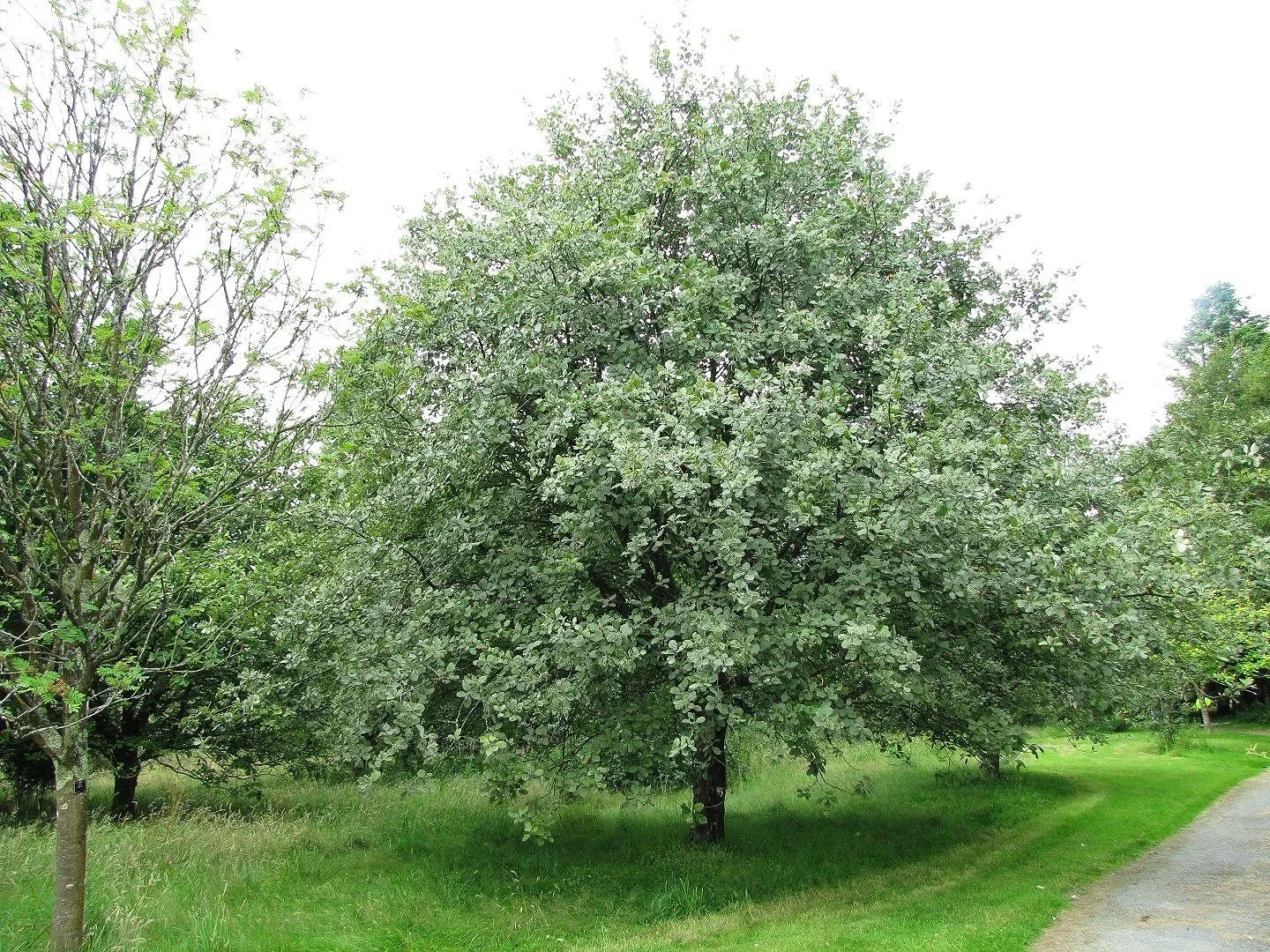 Whitebeam (Sorbus aria Lutesens)