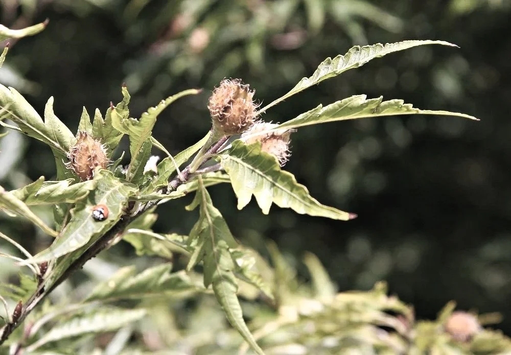 Cut-Leaved Beech (Fagus sylvatica Asplenifiolia)