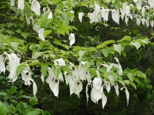 Handkerchief Tree (Davidia involucrata)