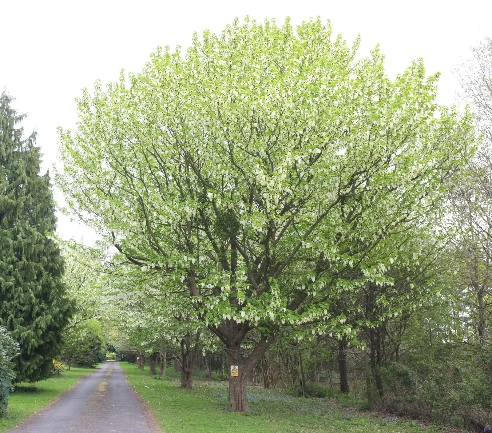 Handkerchief Tree (Davidia involucrata)