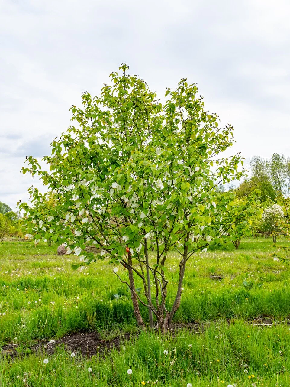 Hankerchief Tree (Davidia involucrata)