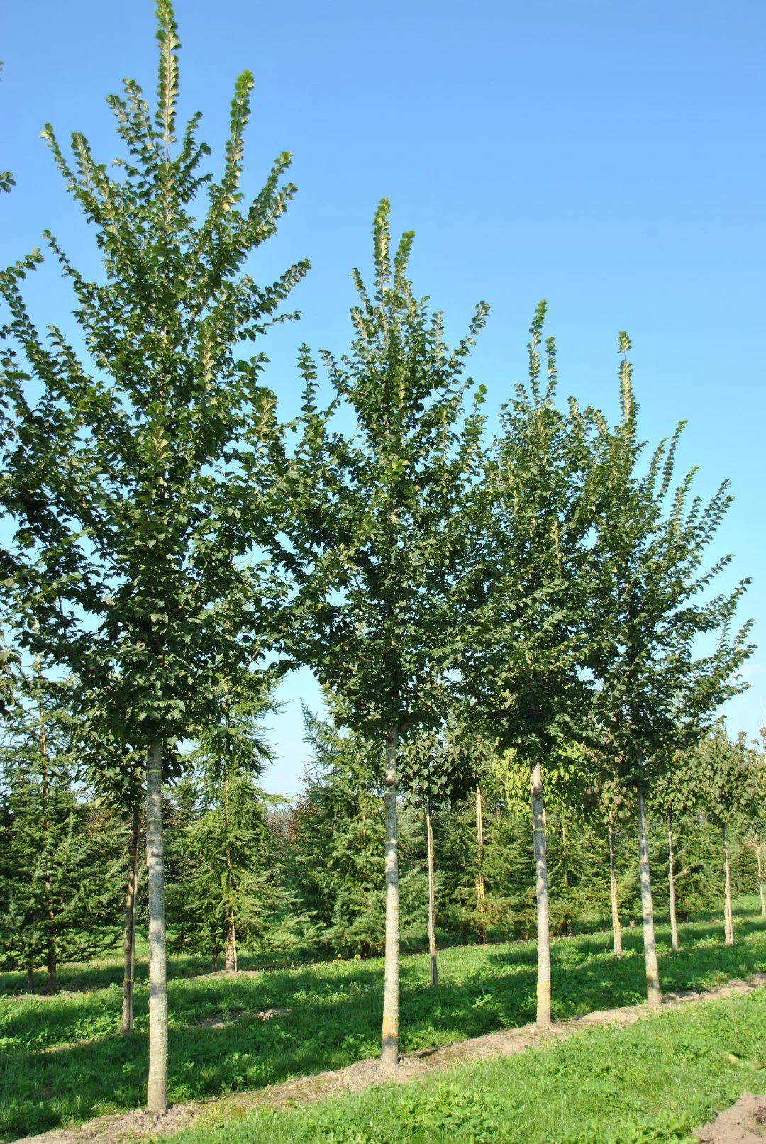 Elm (Ulmus lutece)