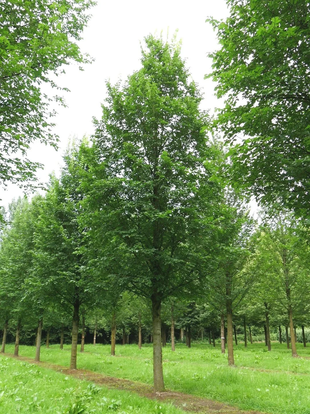 Elm (Ulmus Dodeons)