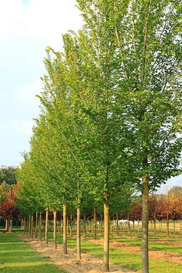 Elm (Ulmus Lobel)