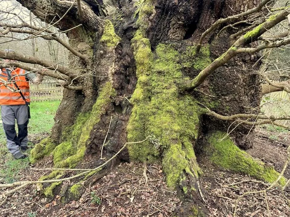 Druids Oak - colour.jpg