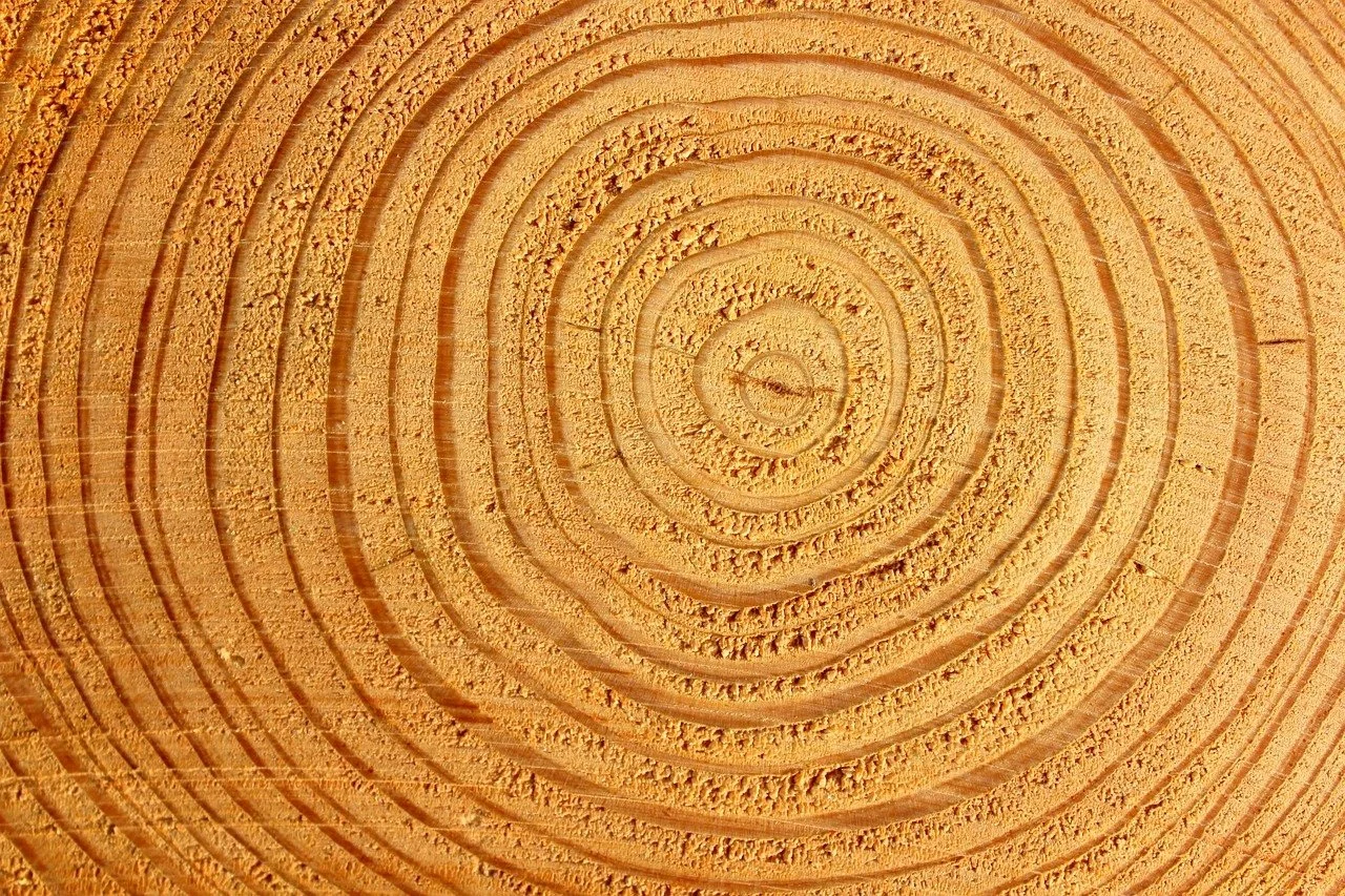 Tree_rings_crop.jpg