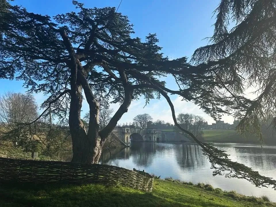 Blenheim Consultancy Nov 23.jpg