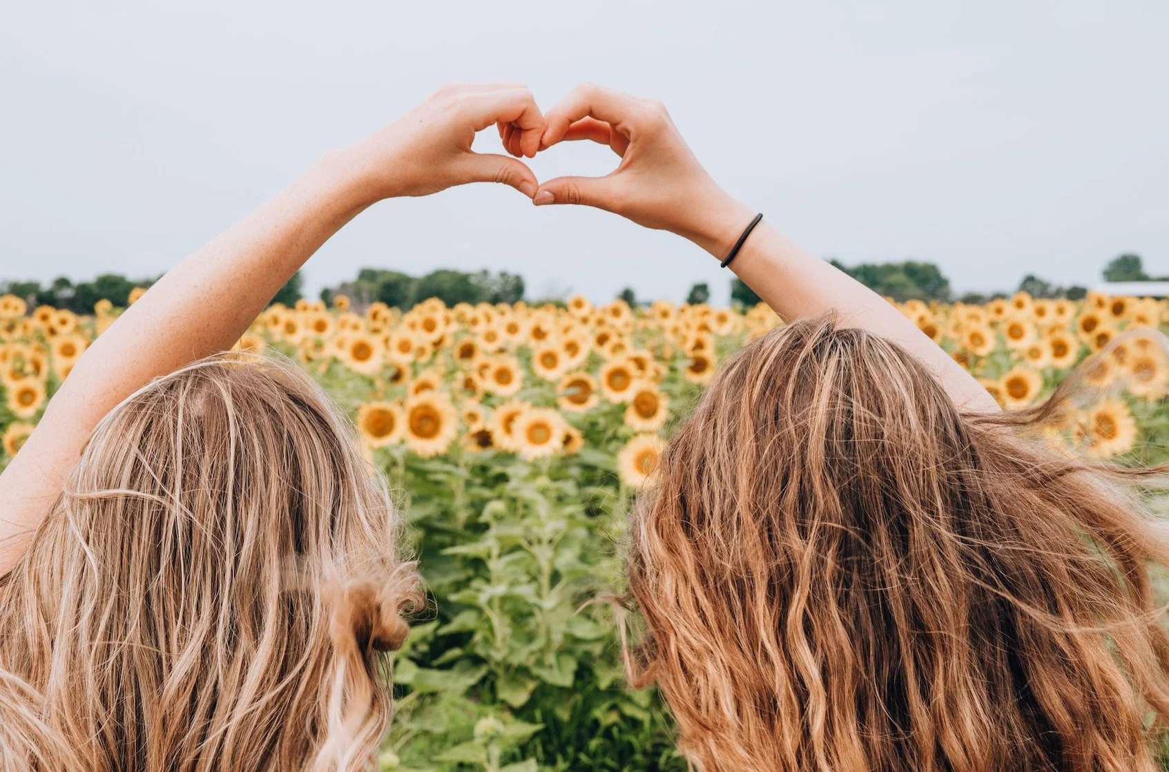 sunflowers.jpeg