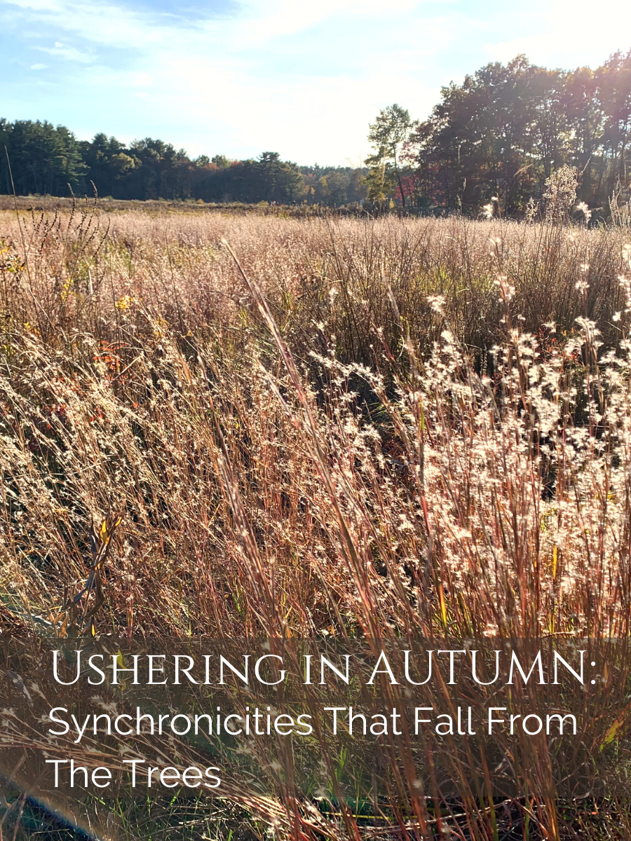 Ushering in the Autumn: Synchronicities that Fall from the Trees