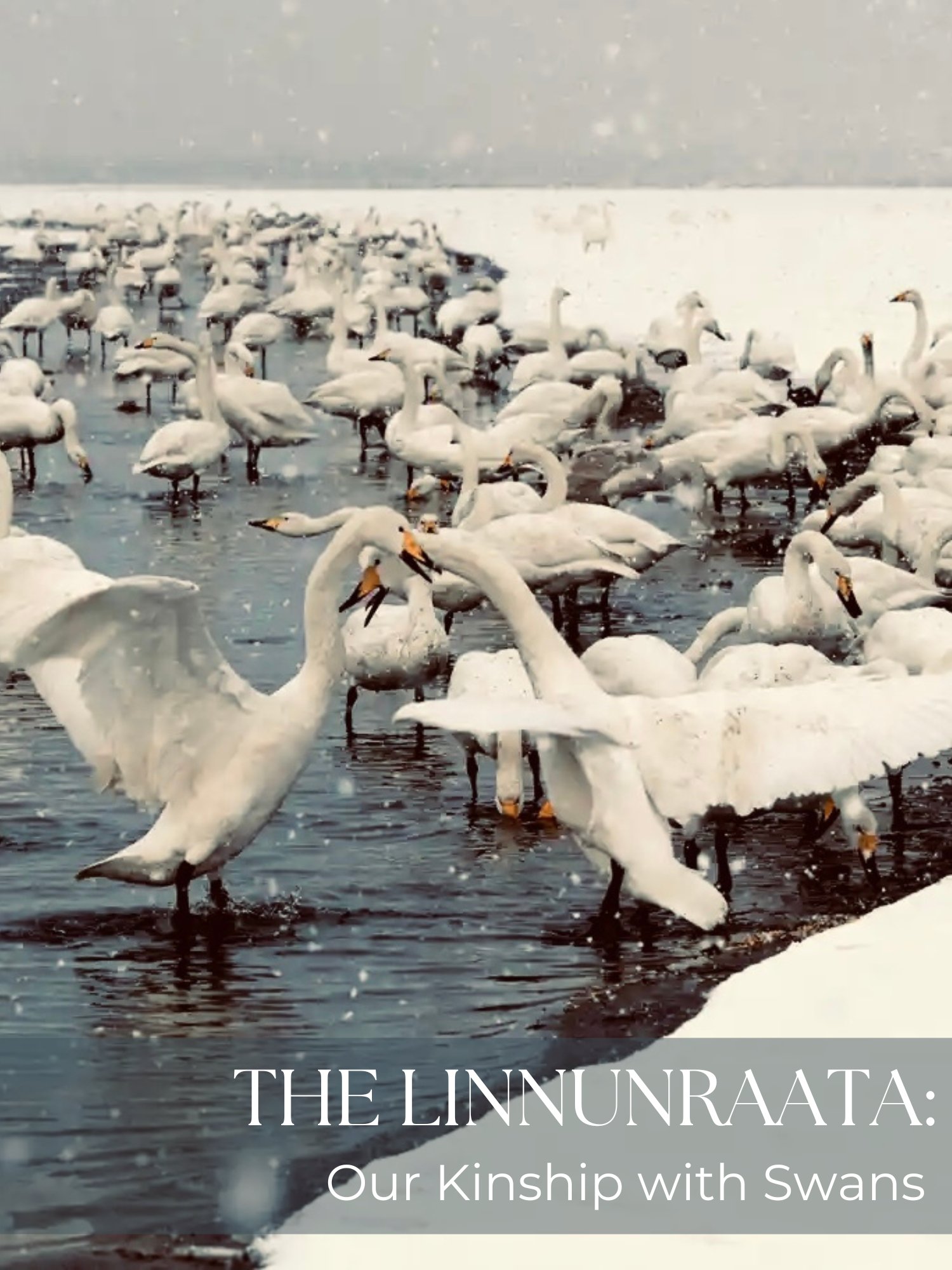 The Linnunraata: Our Kinship with Swans