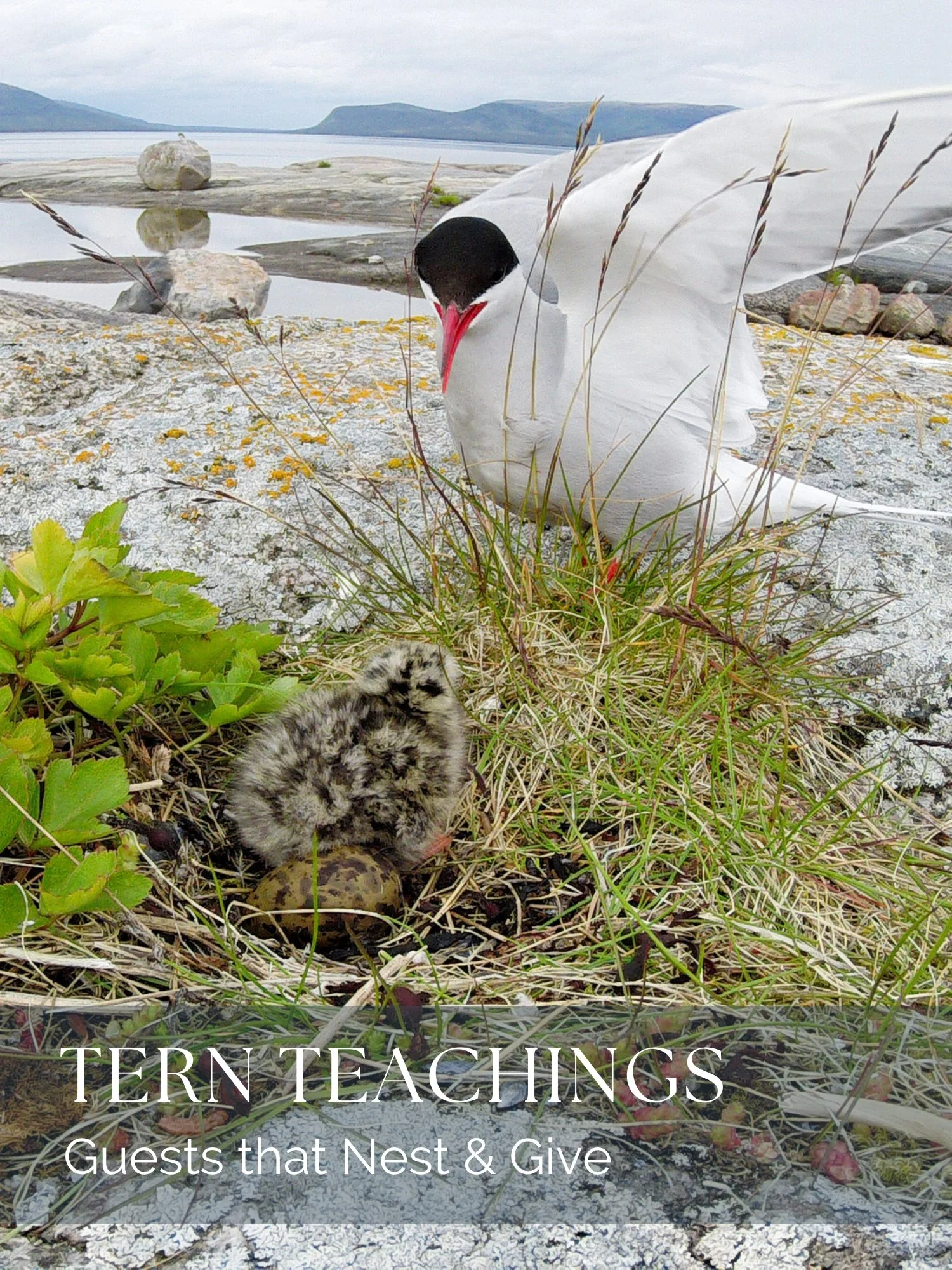 Tern Teachings: Guests that Nest & Give