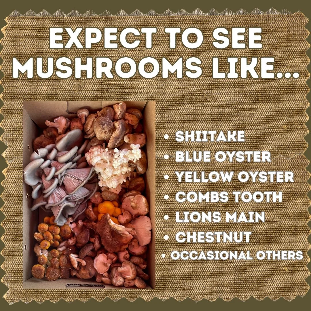 Mushroom Inventory 25' 2.jpg