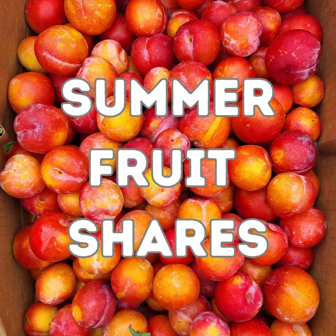 CSA Inventory Summer Fruit 25' 1 .jpg