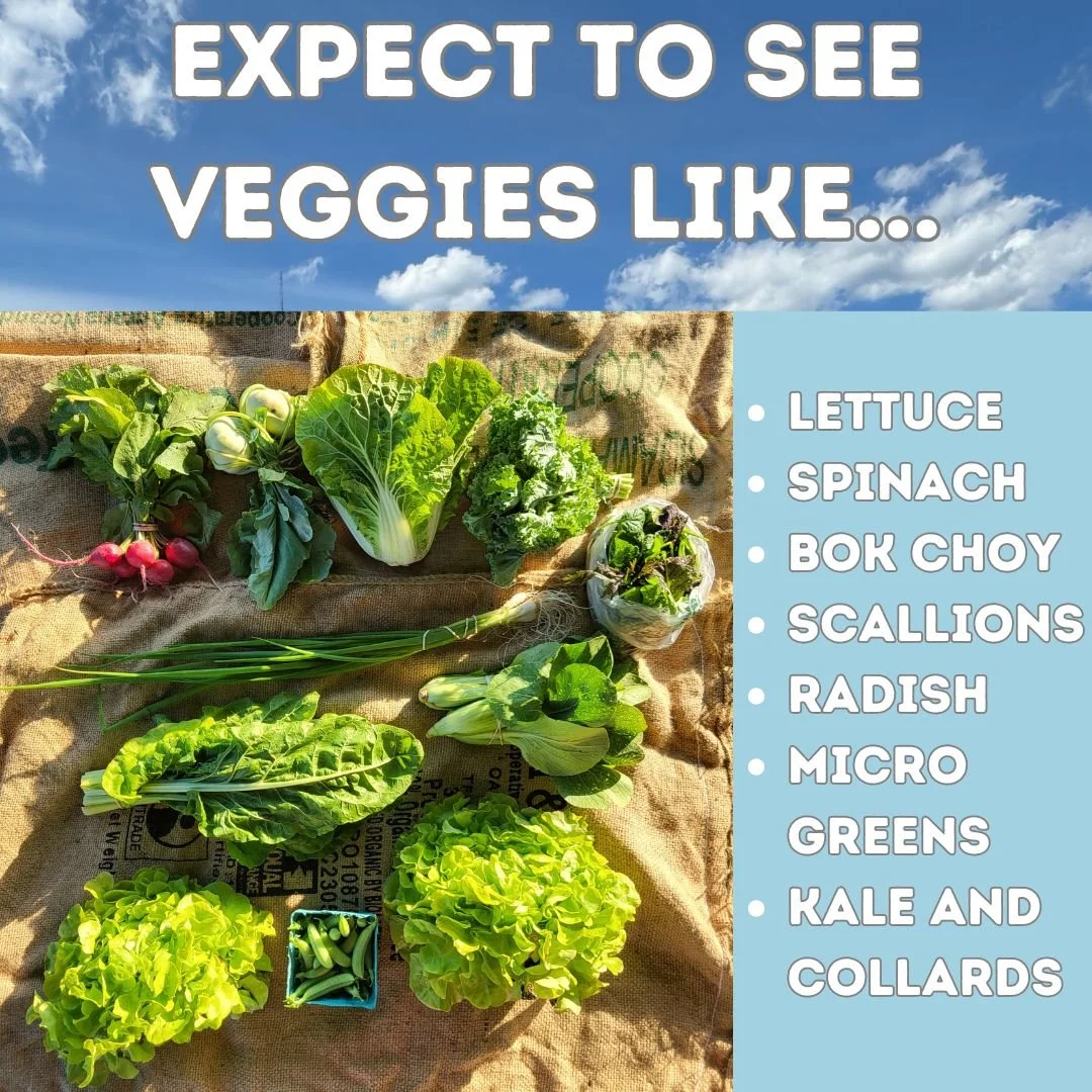 CSA Inventory Spring Veg 25' 2.jpg