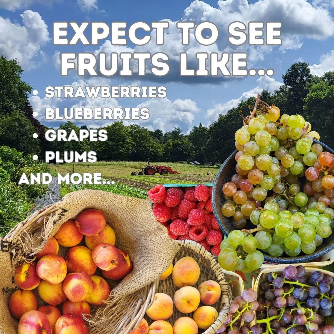 CSA Inventory Summer Fruit 25' 2.jpg