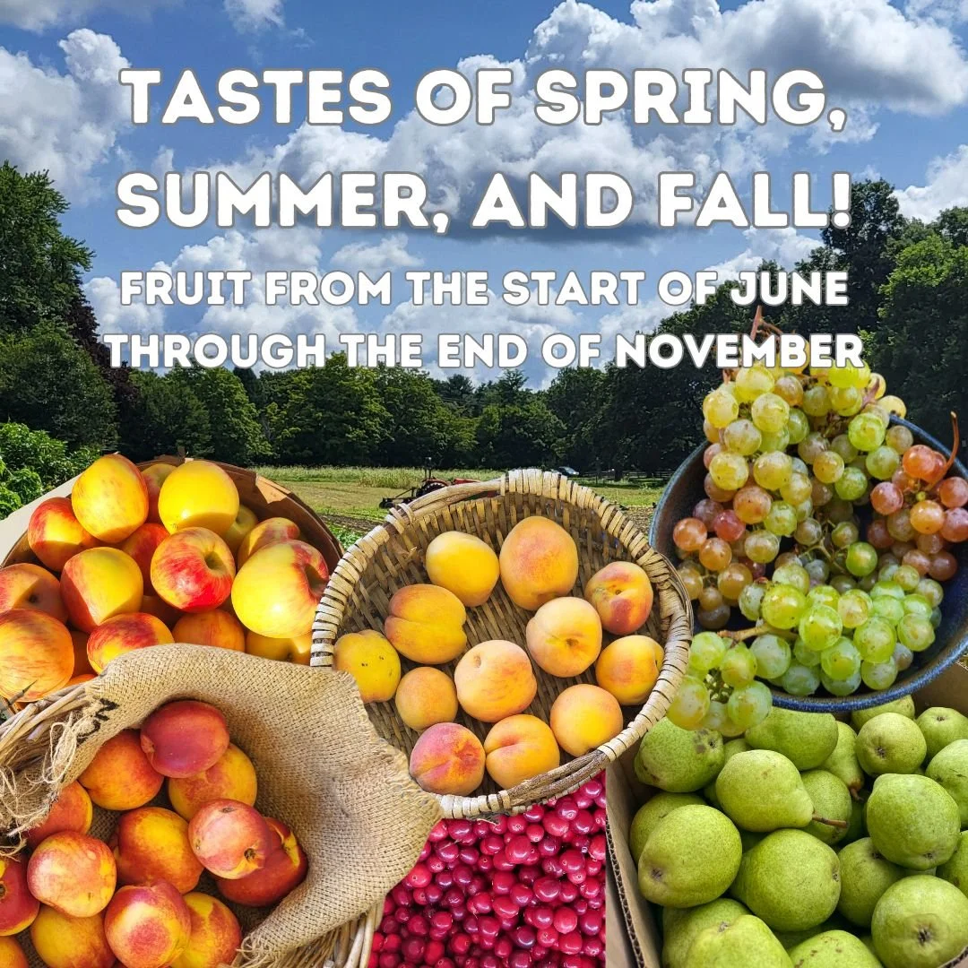 CSA Inventory Three-Season Fruit 25' 2.jpg