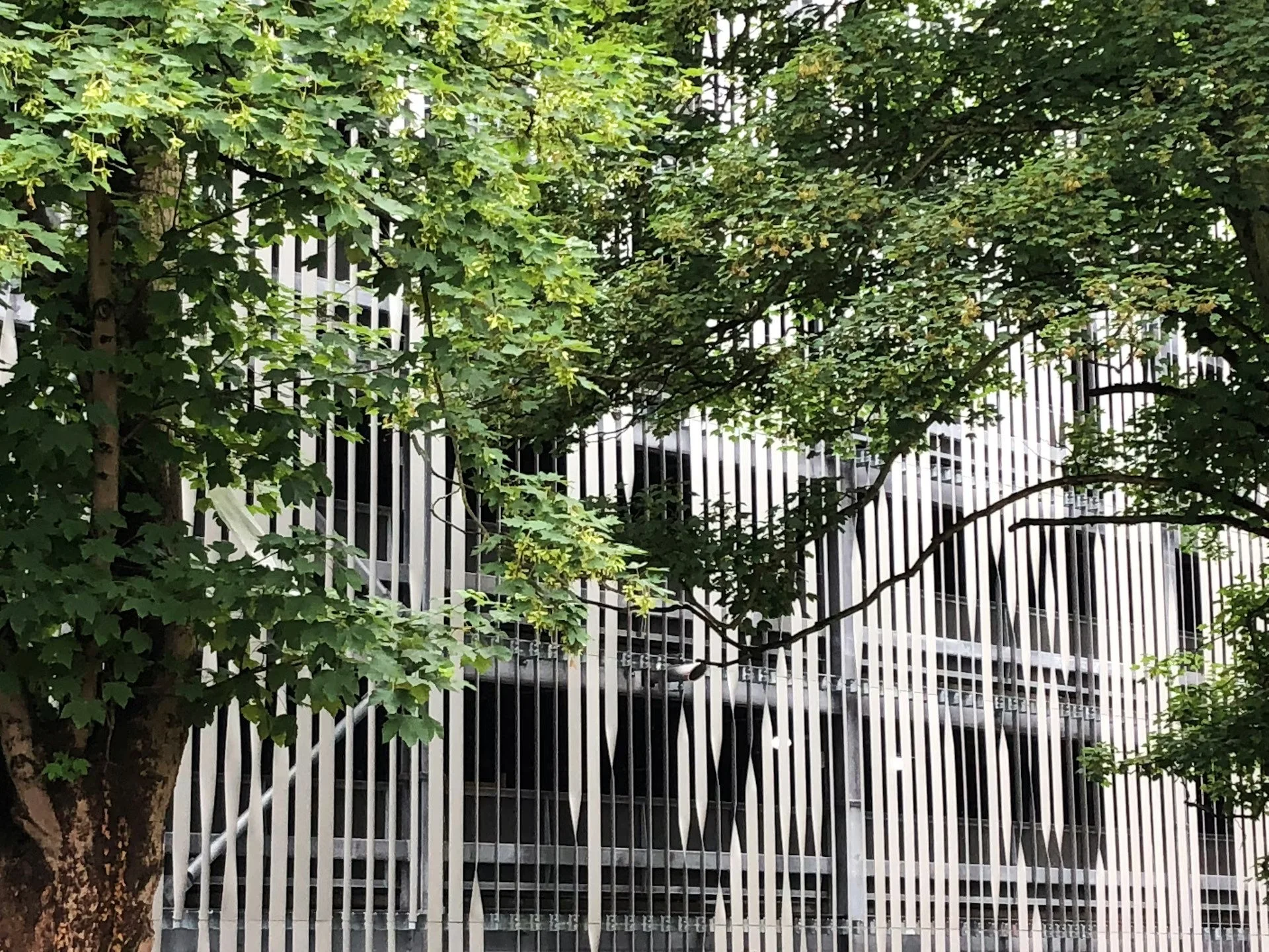 A tree with green leaves partially obscures a building with vertical white and black bars.