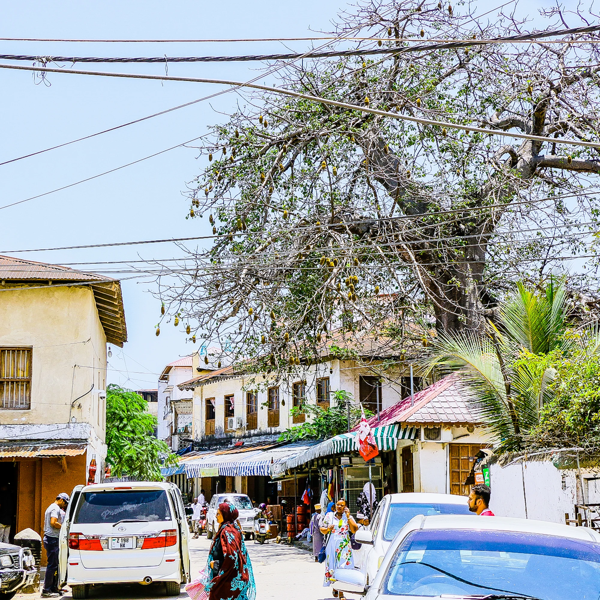 Baobao tree stone Town Zanzibar