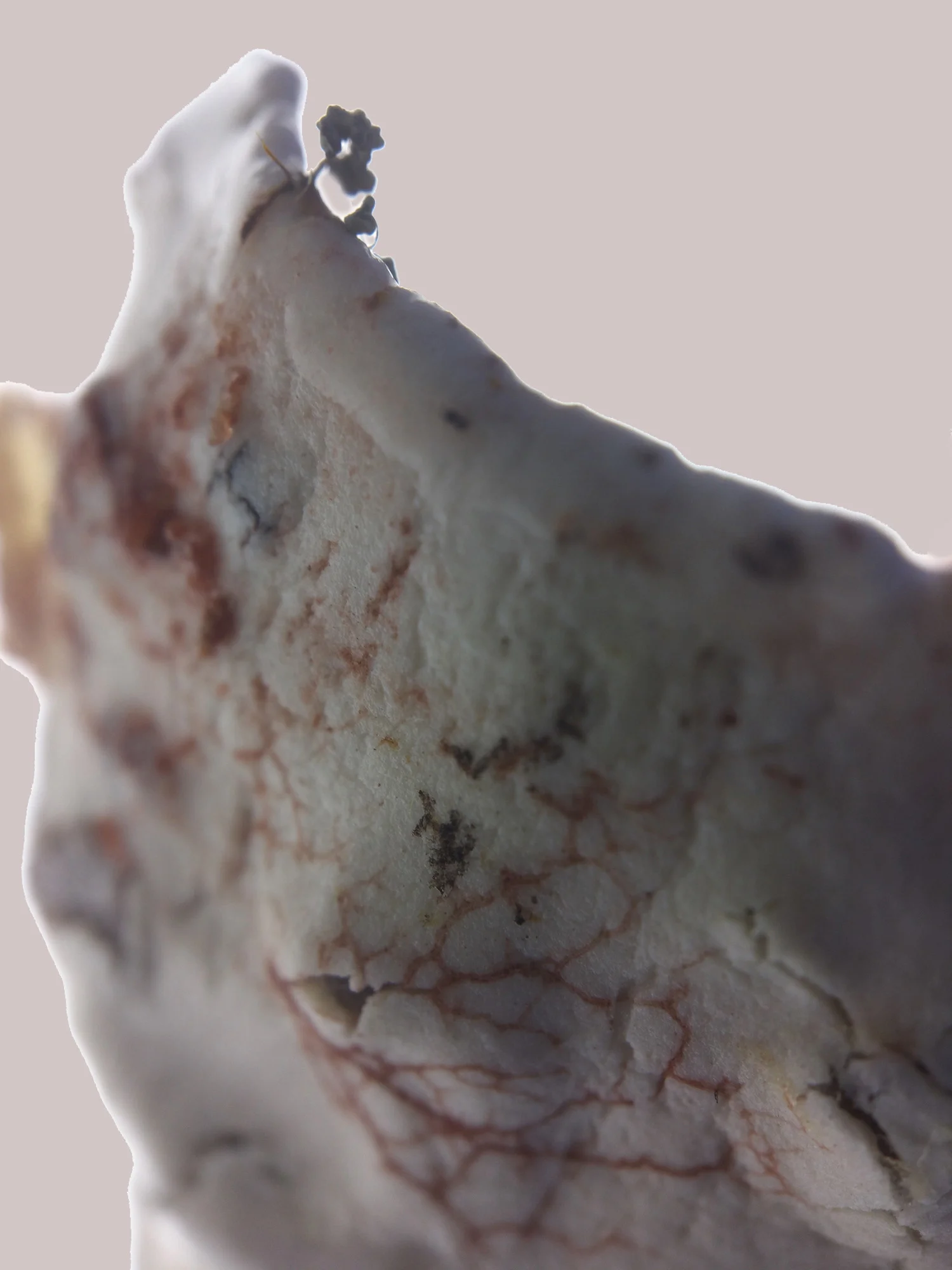 Fruiting bodies and slime trail on porcelain