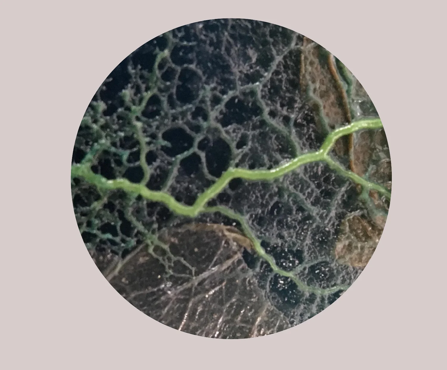 green dyed slime on a leaf