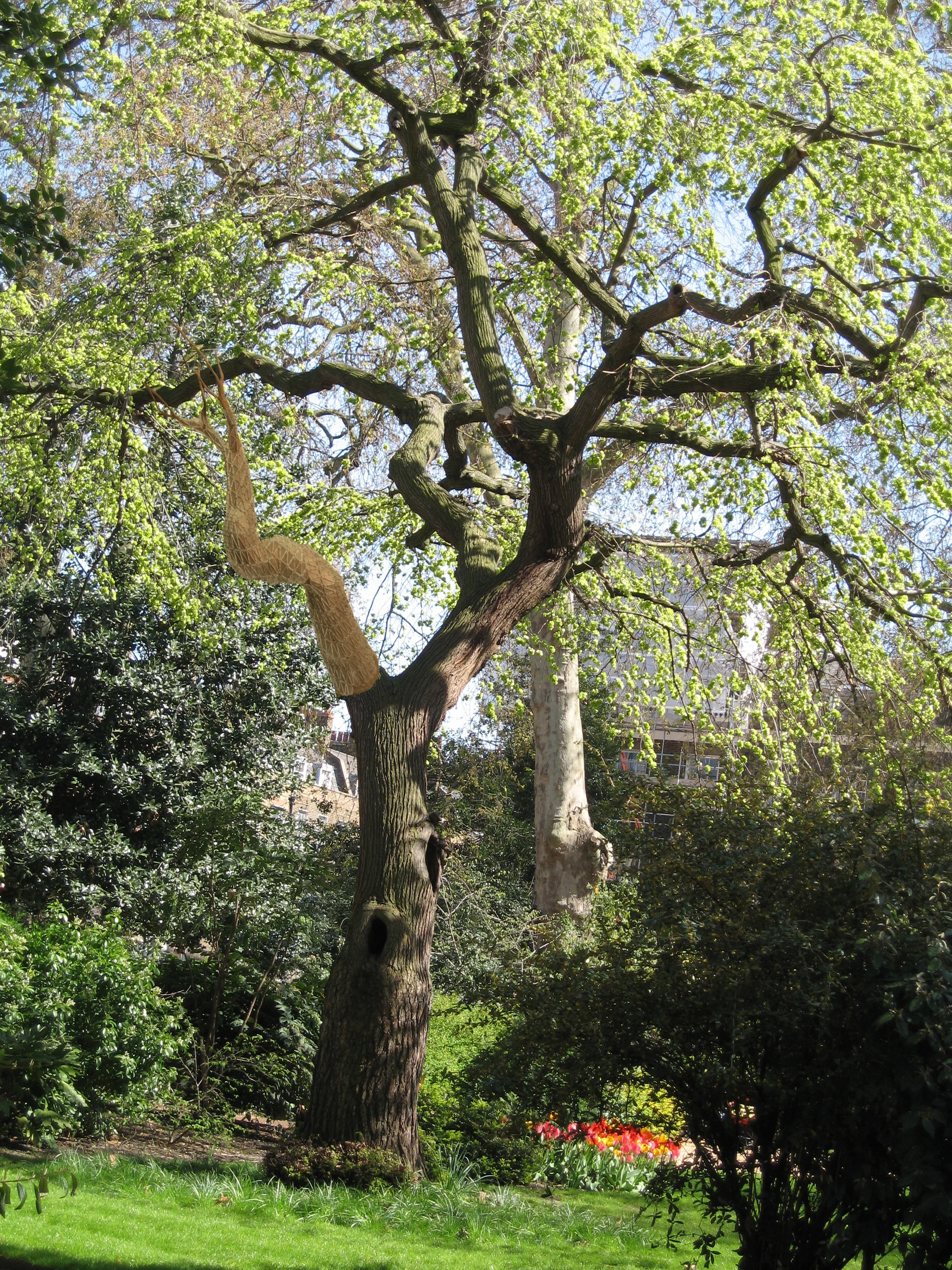 Artificial Limb : In response to man’s desire to tamper with nature and the urban landscape, a prosthetic limb was designed for a wych elm in london…it also serves as a bird lodging.