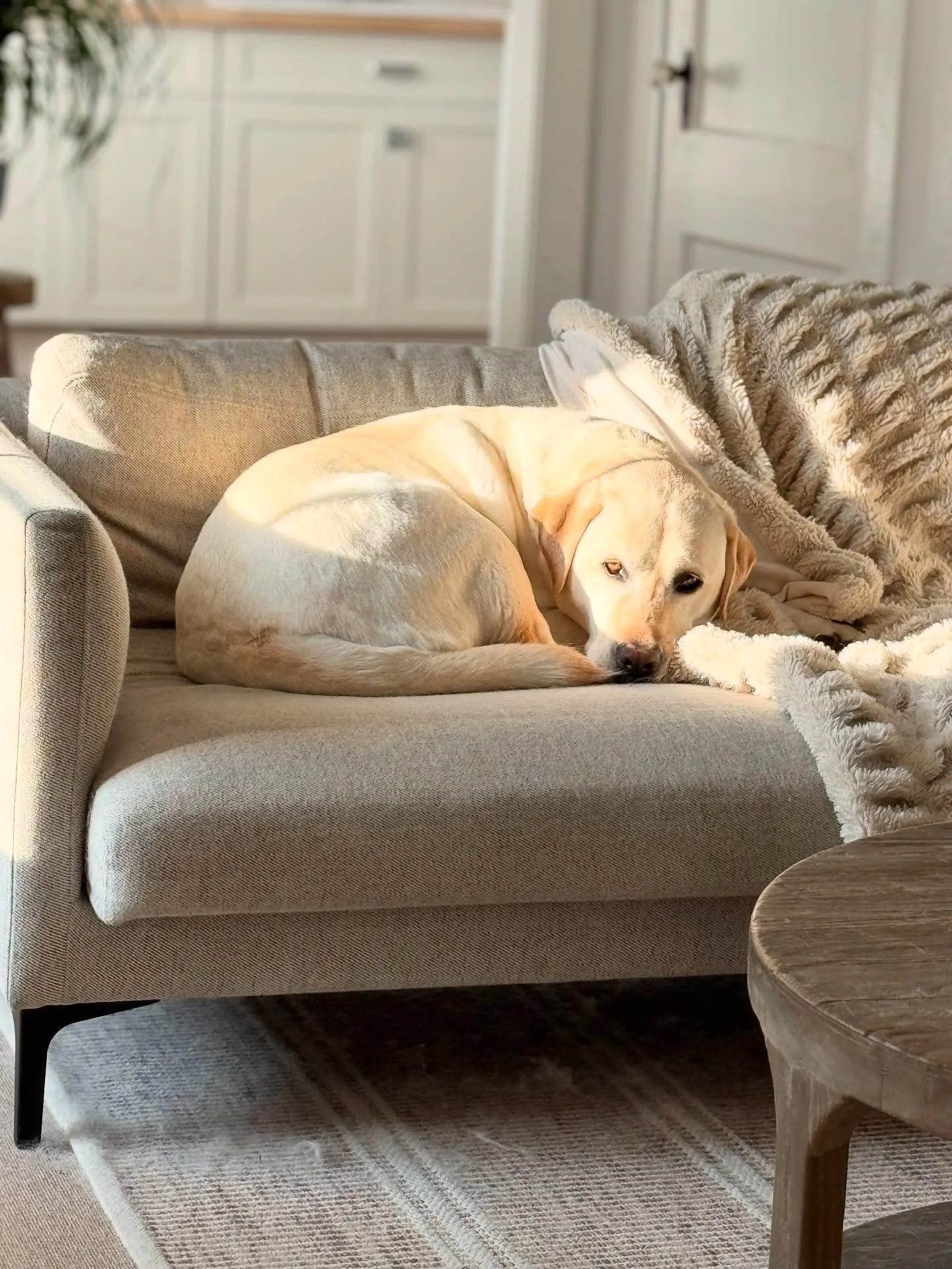 What a way to start the day.. seeing Hooper snugged up in the morning light 🤍sunlit spaces layered in neutral cozy surroundings make me smile! #white_brick_house_  #hooperhamiltonhille #castleryus #everydaycozyliving #tbwrestorations #shopportside #