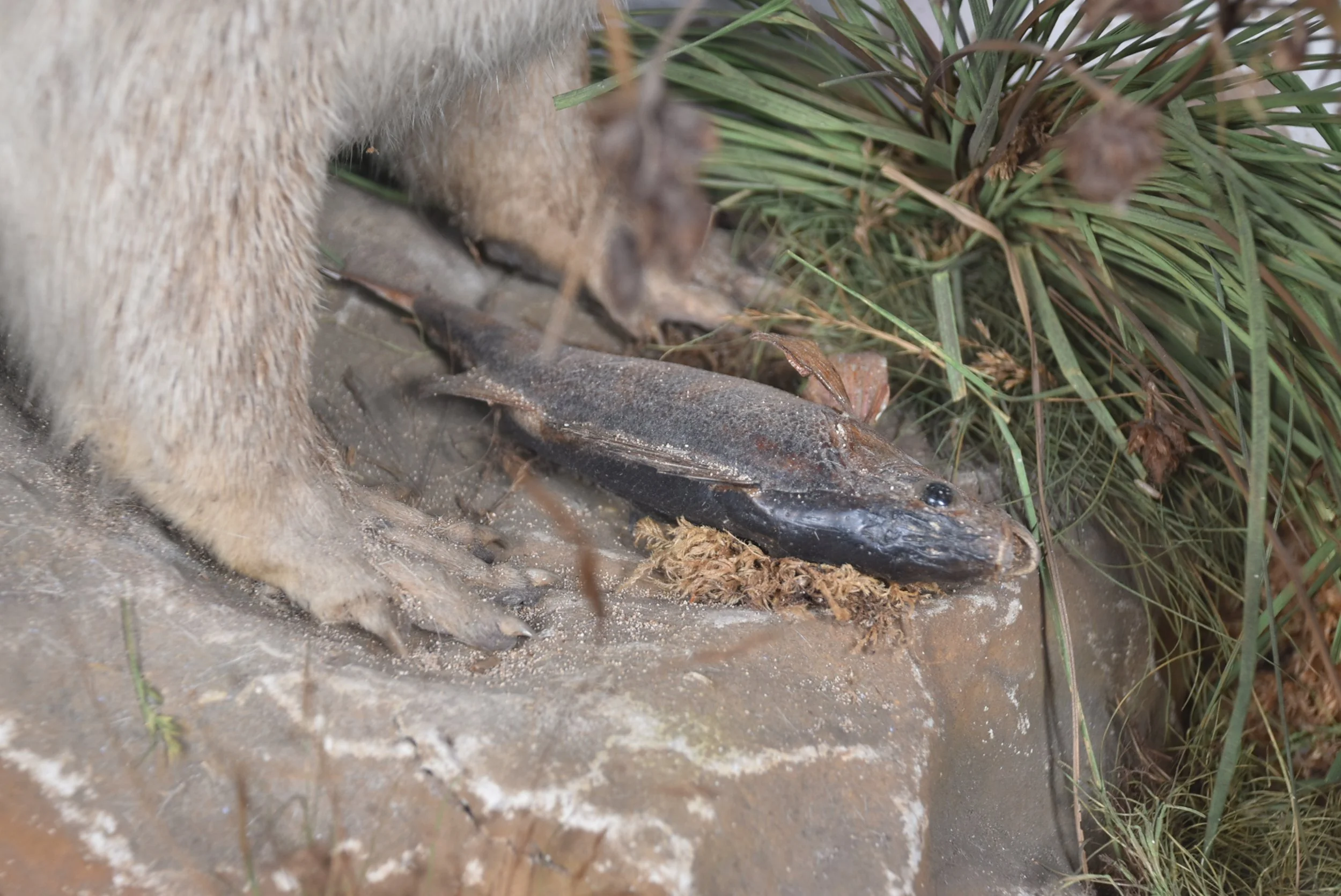 DSC_0424.JPG