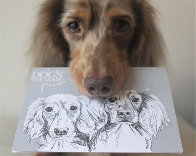 buddy-the-dappledaschund.jpg