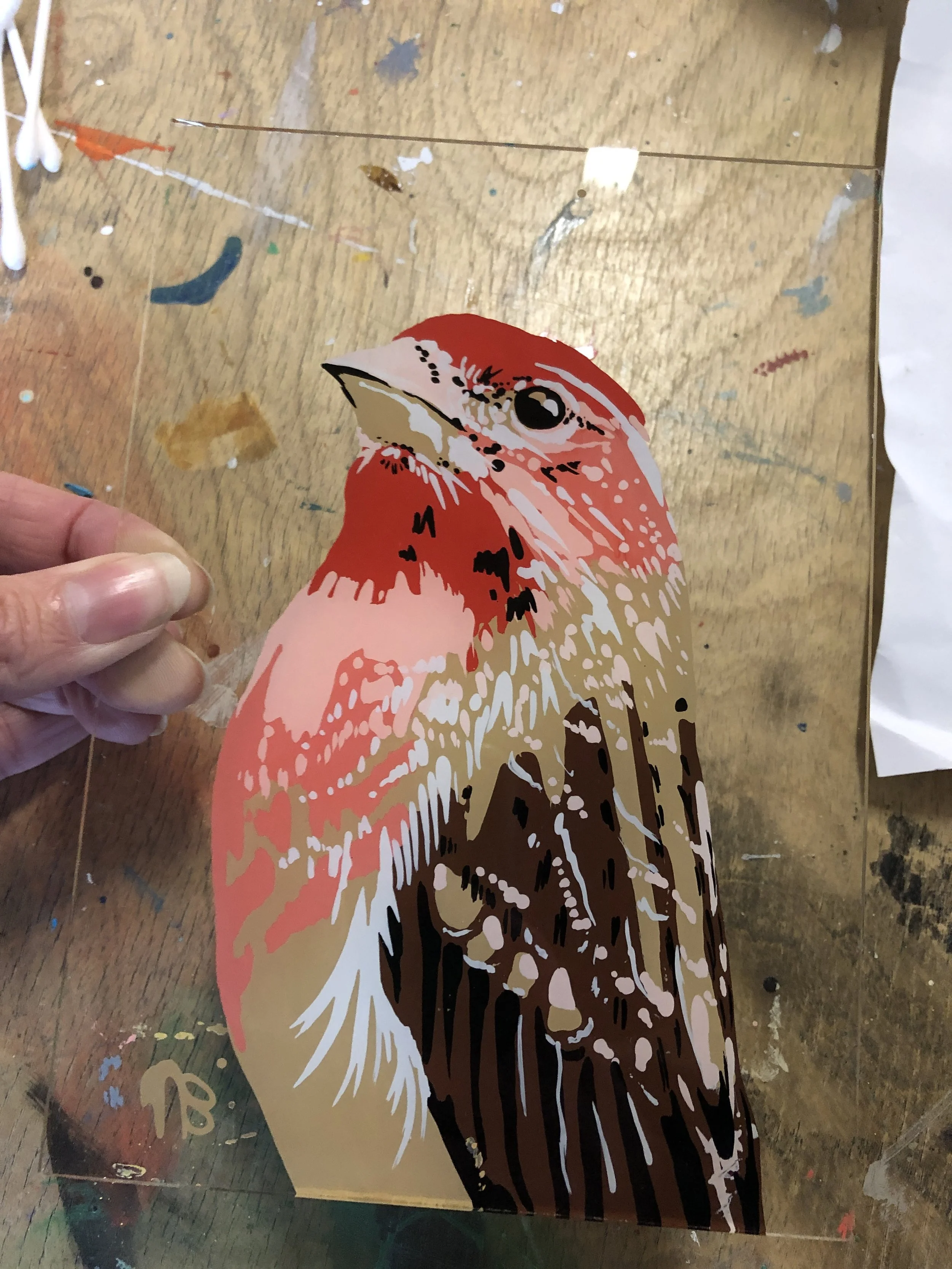 bird hero series 7 underway 2019-20