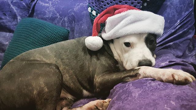 Who's the cutest Santa around?! Phthalo is ready for the holidays.