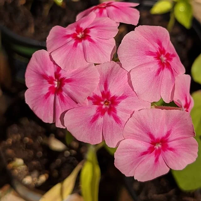 My phlox are finally blooming! I started quite a few from seed a couple of months ago and after much patience and diligent watering, this one has delivered! The rest didn't make it so I started a few more seeds last week. I got a seed pack of random 