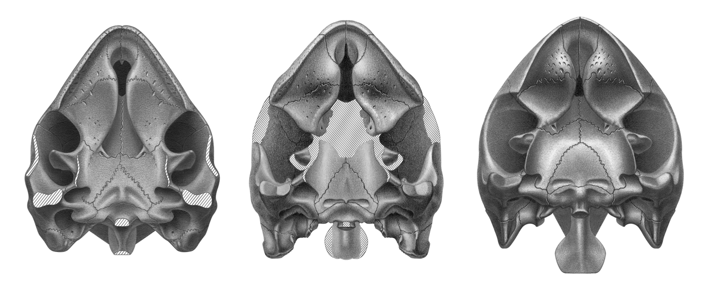 Fossil Turtle Skulls - Graphite and Digital