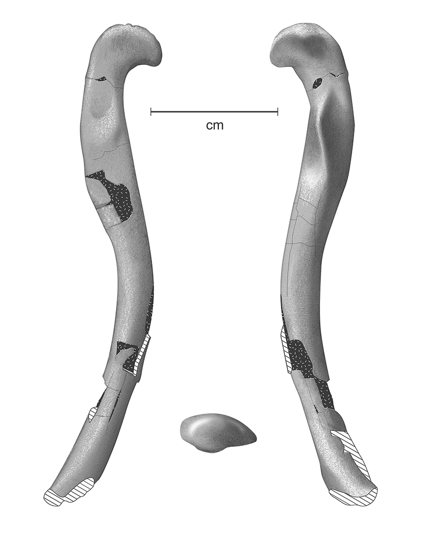 Dino Femur - Graphite and Digital