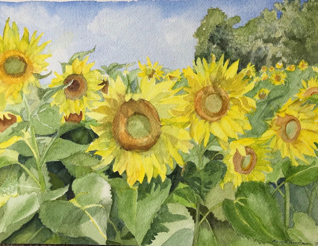 Sunflowers .jpg