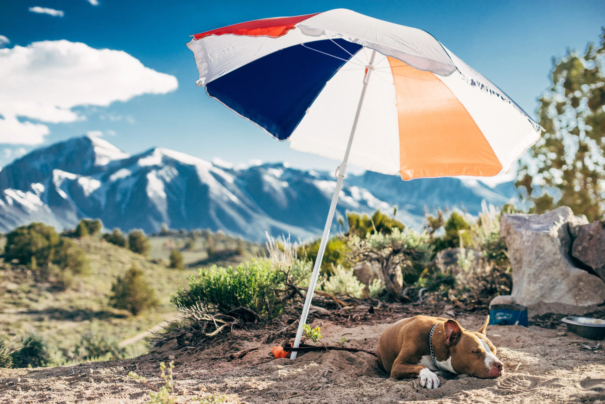HOW TO TELL IF YOUR DOG IS OVERHEATING