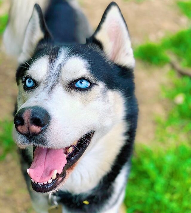 We get lost in Apollo&rsquo;s eyes 👀 #lost #eyes #icyblues #babyblues #husky #siberianhusky #beautiful #handsome #dog #dogs #pup #puppy #puppies #cute #family #cuddly #adorable #tongueout #weekend #green #spring #calabasas #homesweethome #stayhome #