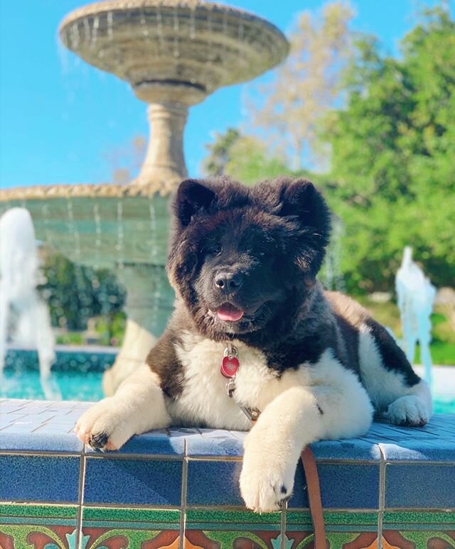 WE HOPE EVERYONE ENJOYED THEIR EASTER! We are missing a lot of our clients but we are grateful for all of you and can&rsquo;t wait to see you all again! #happyeaster #charlie #handsome #eastercharlie #akita #longhairedakita #akitapuppy #training #dog