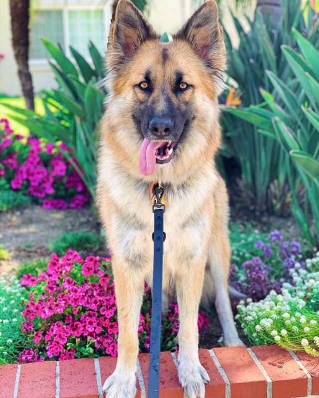 Buttercup is ready to hydrate after her long walk with @ladogexperts #germanshepherd #buttercup #hydrate #thirsty #heat #heatwave #love #walk #walking #training #dogtraining #dog #dogs #puppy #puppies #friends #spring #summer #2020 #love #ladogexpert