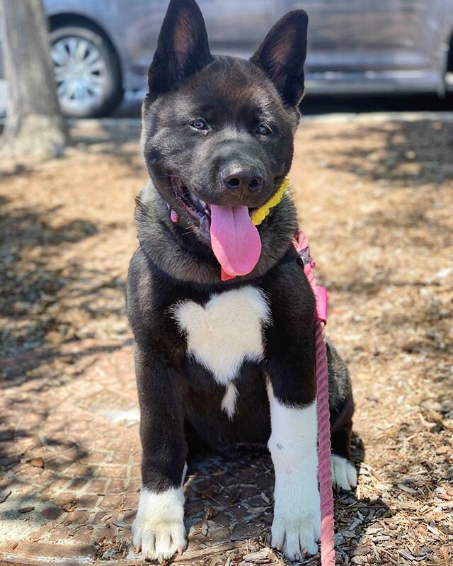 Bella means beautiful in French and what a pawfect name for Beautiful Bella! 😍 #bella  #beautiful #cute #french #pawfect #paws #puppy #puppies #akita #akitapuppies #shermanoaks #thevalley #valleydog #dogtraining #socializing #happy #spring