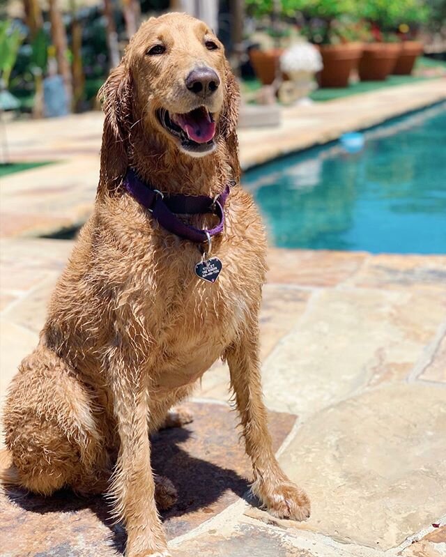 Violet is taking a dip to kick off summer!🌞 #violet #dip #pool #summer #spring #dog #dogs #dogtraining #cute #happy #happydog #friends #love #ldogexperts #thevalley #valleydog #calabasas #la