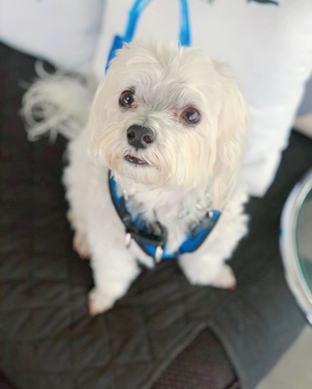 New client, Biscuit! We can&rsquo;t wait to watch you progress with L.A. Dog Experts! #newclient #biscuit #cute #dog #dogs #happy #progress #training #ladogexperts #dogtraining #love #family #friends #goodboy #la #thevalley #calabasas #malibu