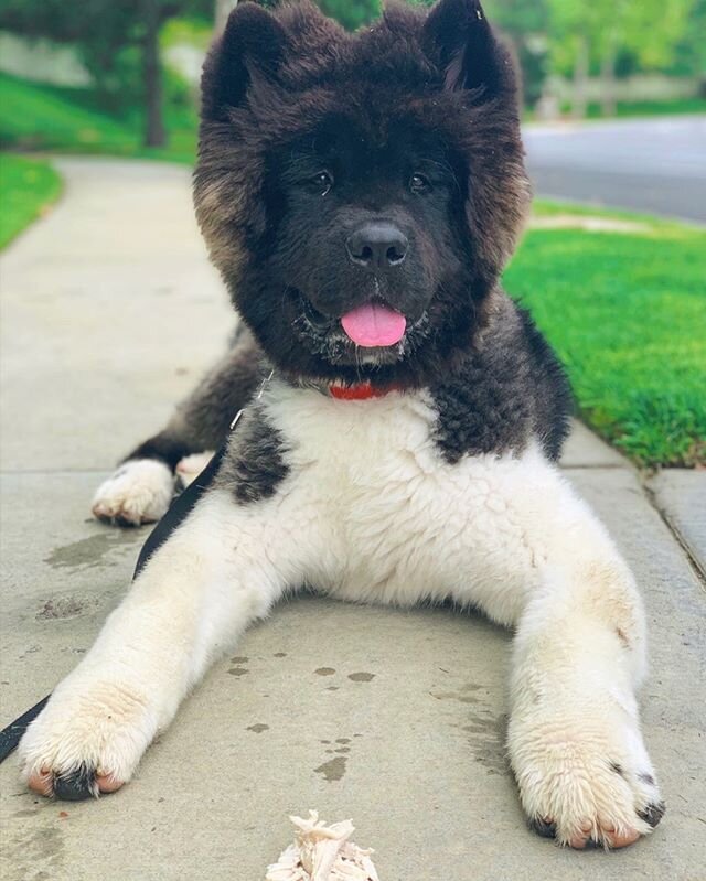 Charlie sending us positive vibes with that handsome face during this very difficult time. #ladogexperts #training #dogtraining #puppy #puppytraining #puppies #goodboy #tongueouttuesday #2020 #akita #akitapuppy #fluffy #calabasas #thevalley #valleydo