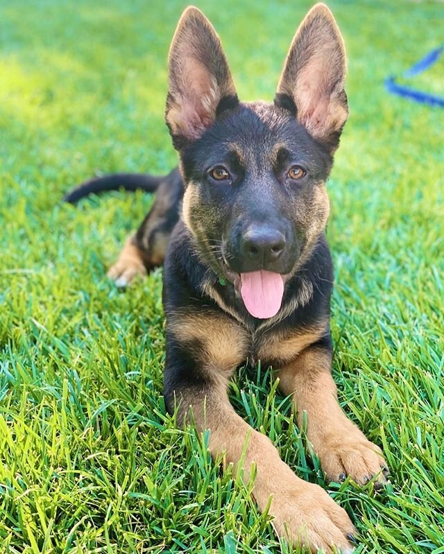 We love our puppy clients here at L.A. Dog Experts! Look at those beautiful big shepherd ears! 😍 #Sierra #dog #dogs #puppy #puppies #pup #germanshepherd #dogtraining #training #cute #friends #thevalley #ladogexperts #beautiful #bigears #happy