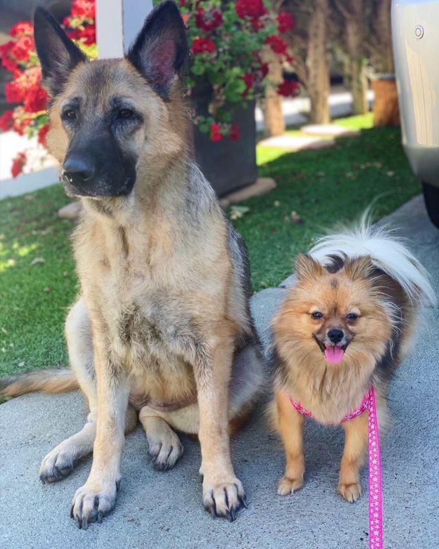 Just some sisters soaking in the sun! #athena #sable #sisters #sun #funinthesun #cute #family #training #germanshepherd #pomeranian #puppy #puppies #dog #dogs #love #calabasas #valleydogs #valleygirls #fluffy