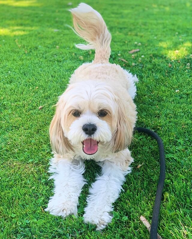 Cooper being such a great listener during his training session! #cooper #listener #cute #dog #dogs #happy #boy #valley #valleydog #la #calabasas #dogtraining #trainingtips #health #summer #goodboy #ladogexperts #love #legend #photography #proud #outd