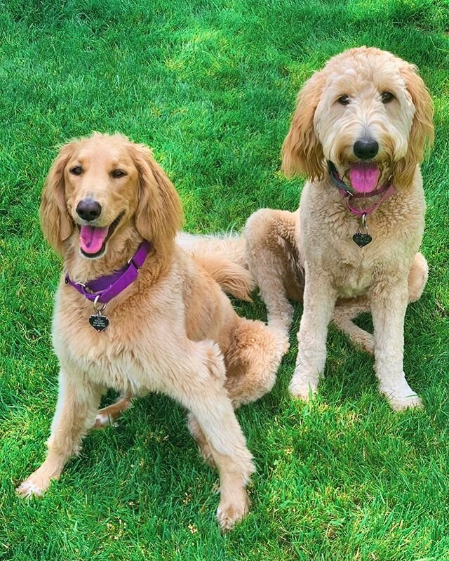 These sisters are picture PAWFECT! #sisters #family #friends #dogs #dog #pawfect #love #training #dogtraining #happy #girls #la #valley #thevalley #valleydogs #ladogexperts #cute #tongueout #friday #theweekend #dogsofinstagram #doglife #summer
