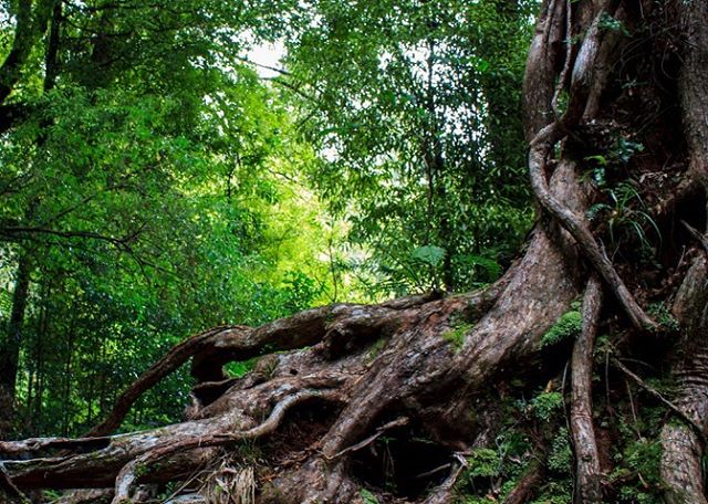 #NewArticle on #Emerging: The Ancient Tree -
&ldquo;Leaving St. Louis, I felt little hope that the splintered, broken stump of my church could find enough nourishment to go on living...&rdquo; -
Read more at the #linkinbio
-
#Emerging #EmergingMethod