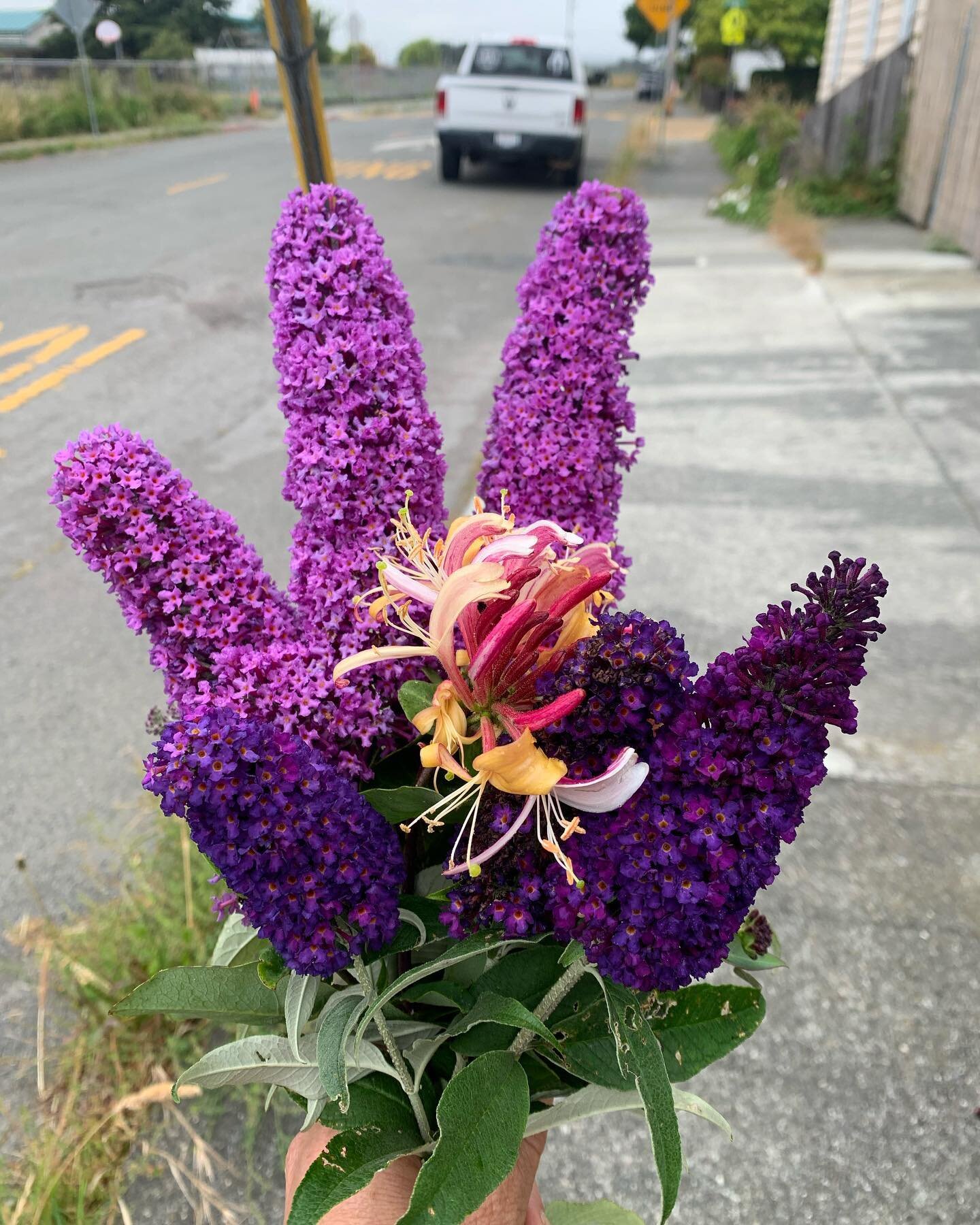 I&rsquo;m leaving for tour in a few hours. I picked some lilacs for Andrew and they turned into a hand and waved right back at me. Five fingers, five shows, five players. A Lilac Quintet. 💜
Sunday - HMB
Wednesday - Berkeley
Thursday - Santa Cruz
Fri
