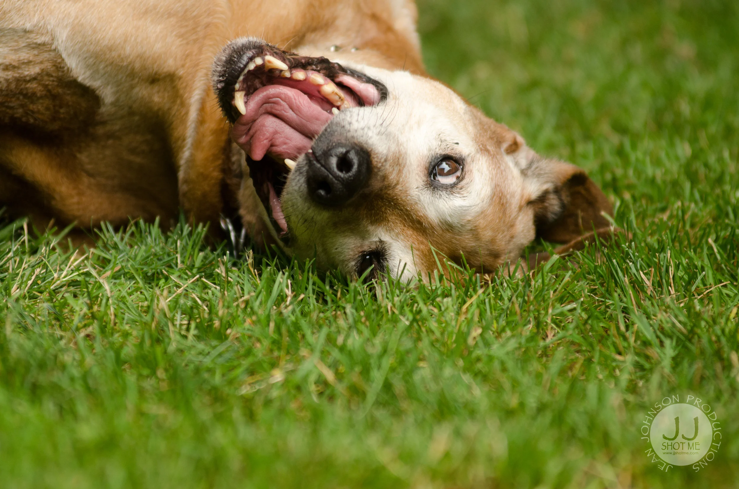 jjshotme-DSC_3324.jpg